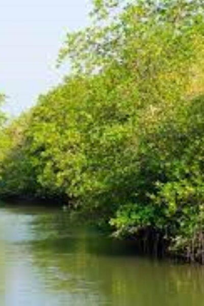 Can Gio Mangrove Forest and Monkey Island Full Day Tour - Conservation Efforts in Can Gio