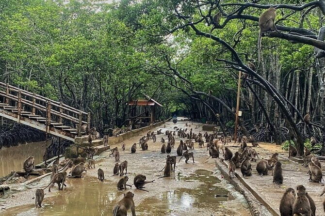 Can Gio Mangrove Forest Island Private Tour From Ho Chi Minh City - An In-Depth Look at the Can Gio Mangrove Tour