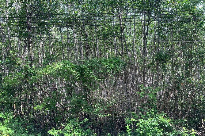 Can Gio Mangroves - Monkey Island by Motorbike and Scooter - Must-See Attractions in Can Gio Mangroves