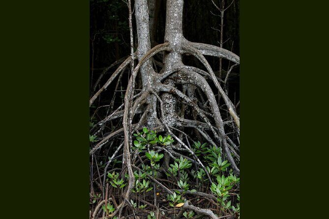 Can Gio Wildlife & Culture Experience  Scenic Boat Tour - Final Thoughts