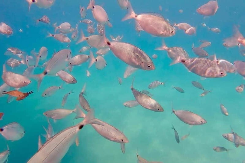 Can Picafort: 3h Private Boat  Caves & Snorkeling - The Practicalities