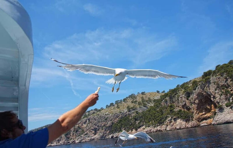 Can Picafort: Boat trips along the north coast of Mallorca - A Deep Dive into the Mallorca Boat Experience