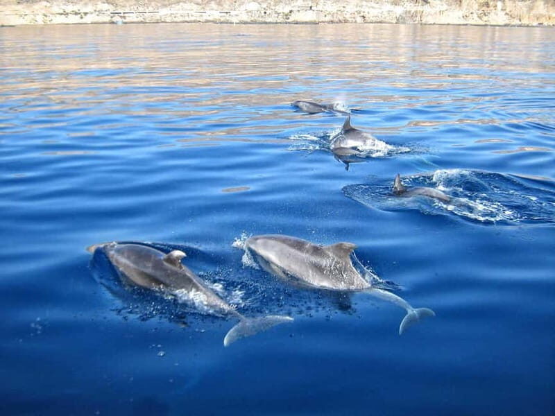 Can Picafort: Boat trips along the north coast of Mallorca - Who is this tour best suited for?