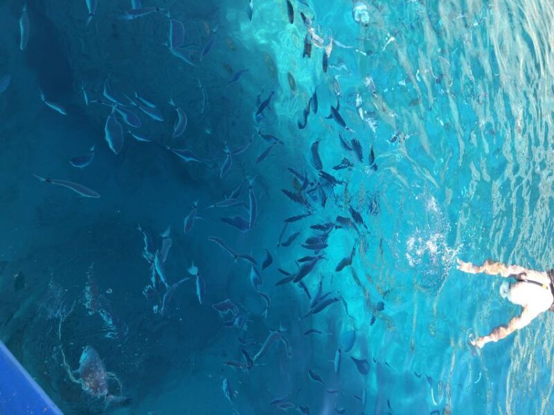 Can Picafort: Dolphin Watching Boat Tour, Swimming stop - Scenic Coastal Views and Landmarks