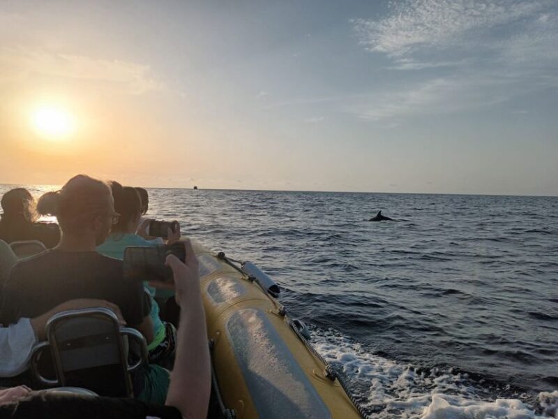 Can Picafort: Dolphin Watching Boat Tour, Swimming stop - What Could Be Better?