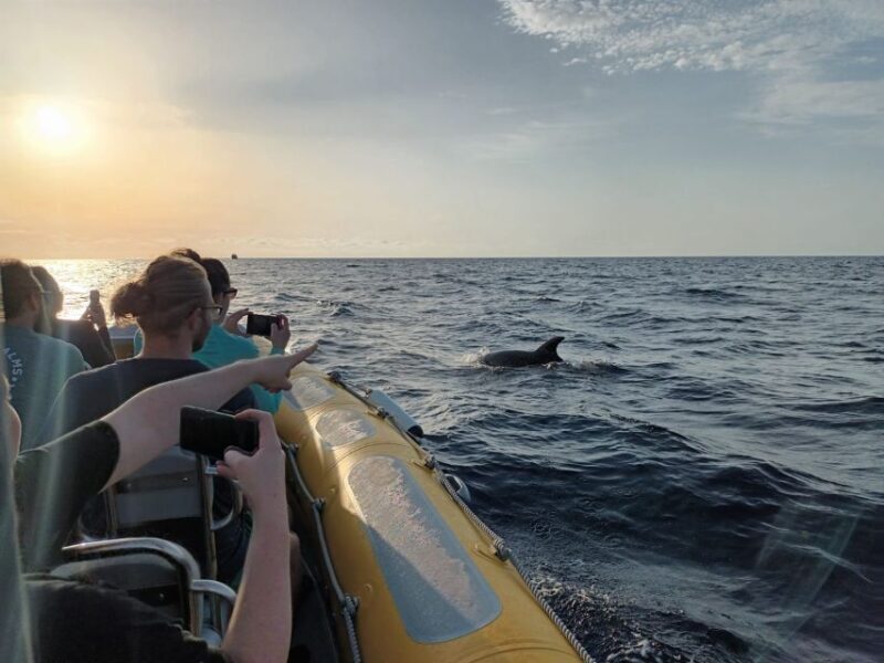 Can Picafort: Dolphin Watching Boat Tour, Swimming stop - FAQs