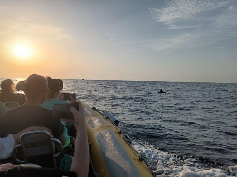 Can Picafort: Dolphin Watching Boat Tour With Swimming - Flexible Cancellation Policy