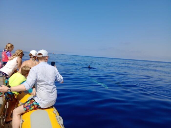 Can Picafort: Dolphin Watching Boat Tour With Swimming - Common Questions