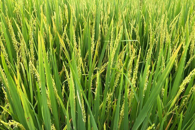 Can Tho Bike Tour - Practical Details: What You Need to Know