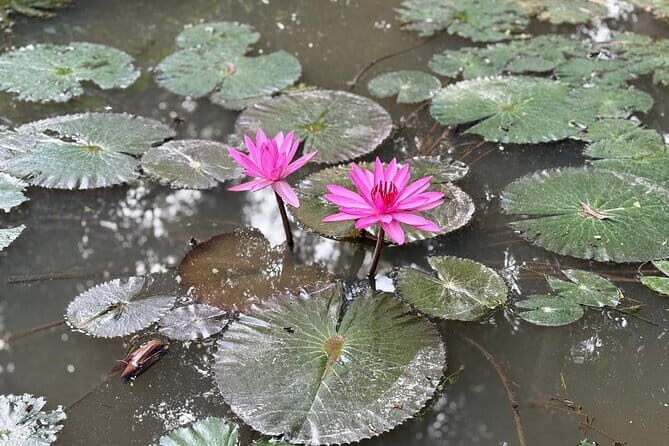 Can Tho Countryside Bike Tour with Fruit Garden Visit - The Cacao Farm Experience