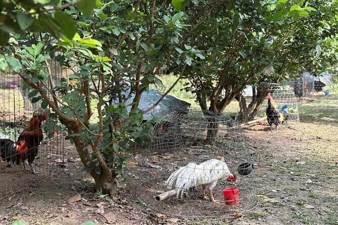 Can Tho Countryside Bike Tour with Fruit Garden Visit - What Reviewers Say