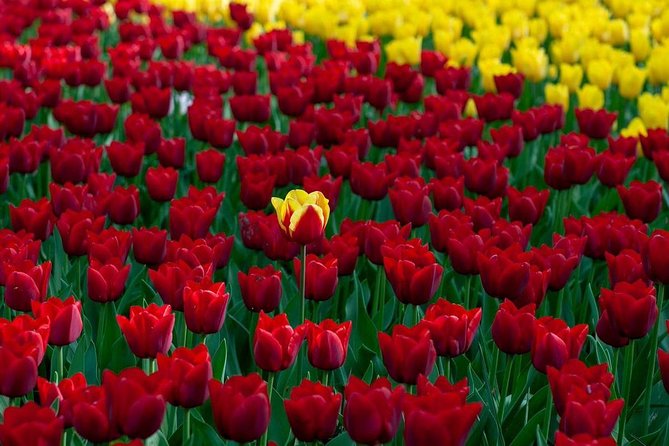 Canadian Tulip Festival-Ottawa May 12-22nd 23 Private Day Tour From Montreal - Cancellation Policy