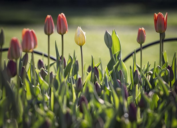 Canadian Tulip Festival-Ottawa May 12-22nd 23 Private Day Tour From Montreal - The Sum Up
