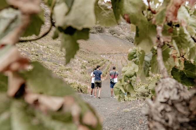 Canarian Wine Experience at Bodega Los Lirios - The Sum Up