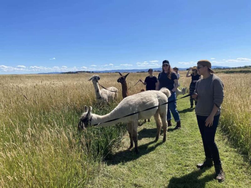 Canberra: Alpaca Adventure Farm Tour (morning tea included) - Good To Know