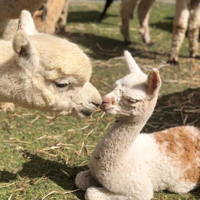 Canberra: Alpaca Adventure Farm Tour (morning tea included) - Who Will Love This Experience?