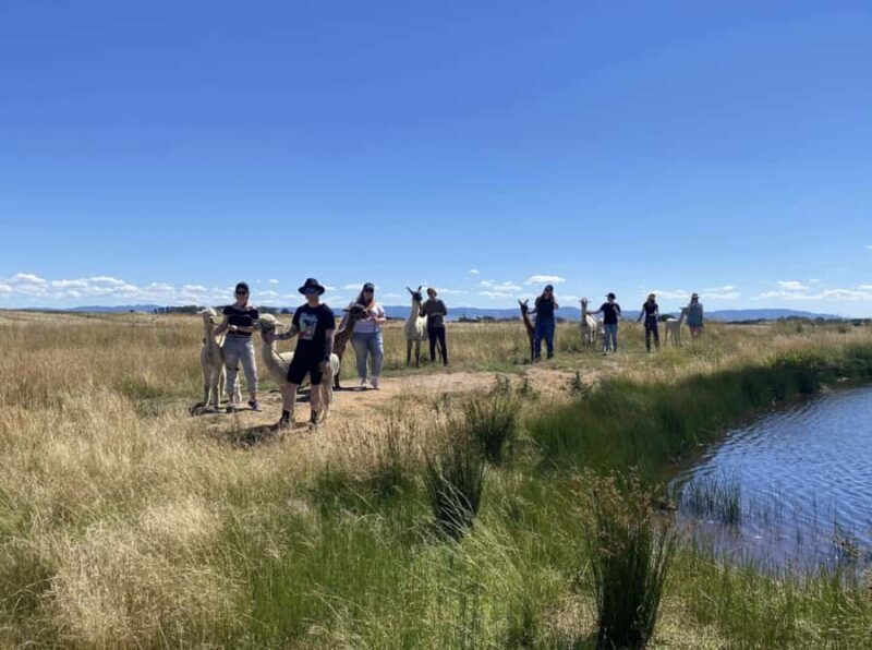 Canberra: Alpaca Adventure Farm Tour (morning tea included) - The Sum Up