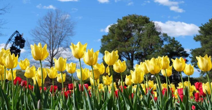 Canberra: Guided Tour of Floriade Festival With Transfers - Experience Highlights