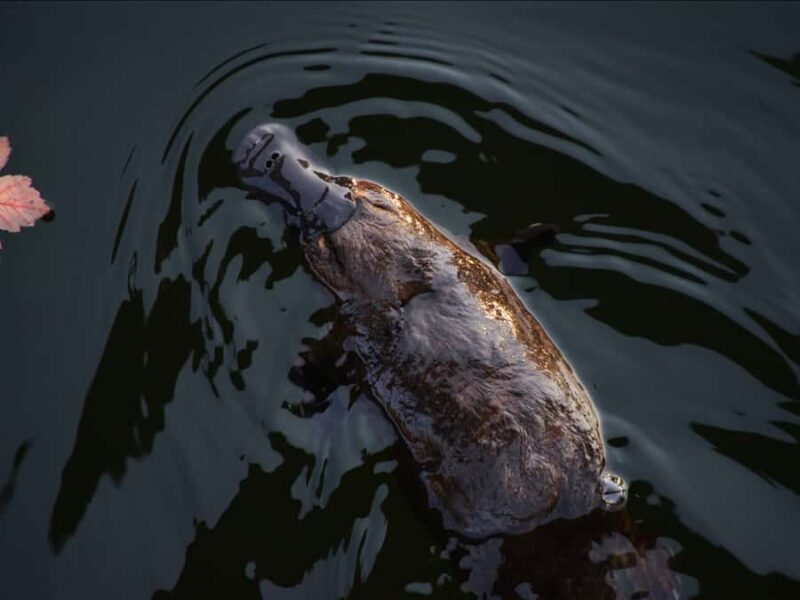 Canberra: Kangaroos and Koala Experience Tour - Good To Know