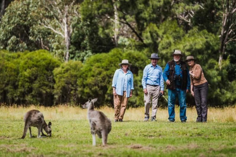 Canberra: Kangaroos and Koala Experience Tour - What Sets this Tour Apart