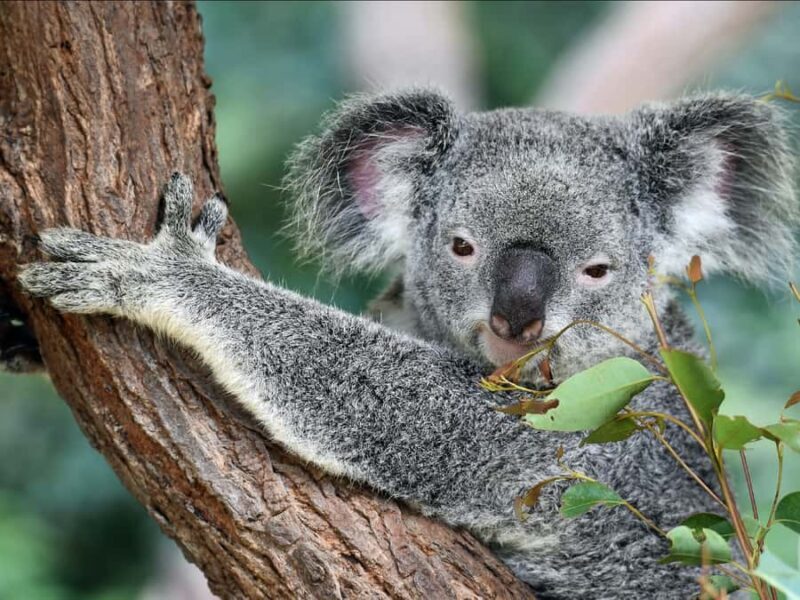 Canberra: Kangaroos and Koala Experience Tour - FAQ