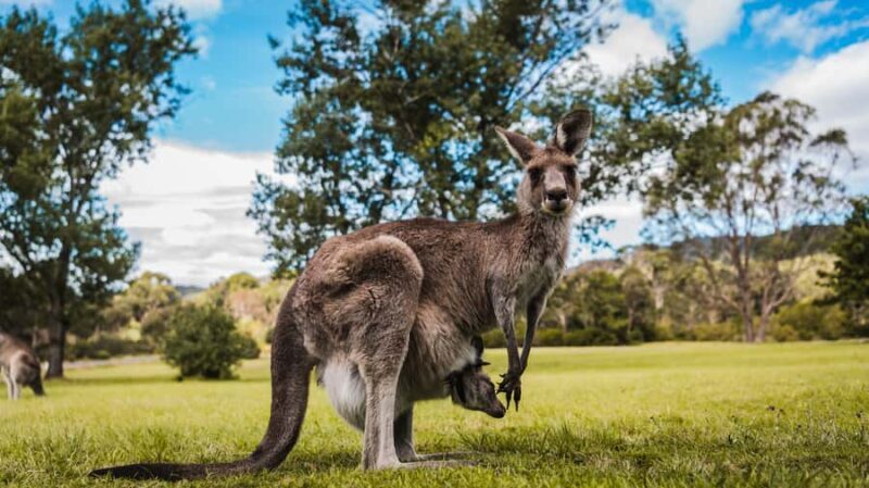 Canberra: Kangaroos and Koala Experience Tour - Final Words