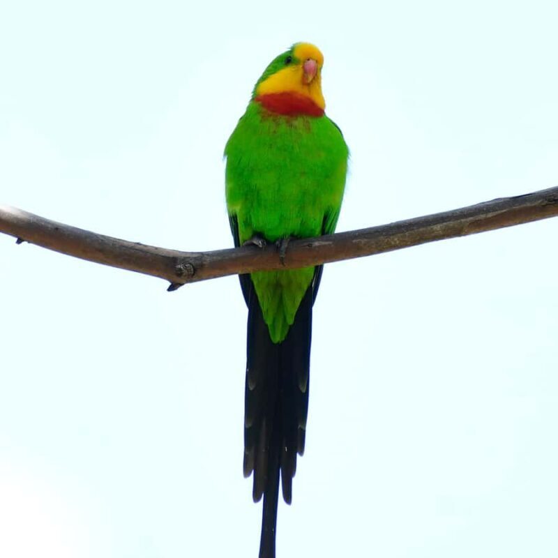 Canberra: Nature Tour with Lunch - The Beauty of the Tour’s Planning and Itinerary