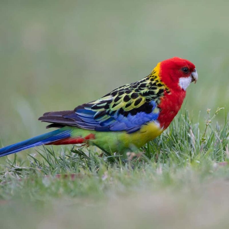 Canberra: Nature Tour with Lunch - The Wildlife Experience
