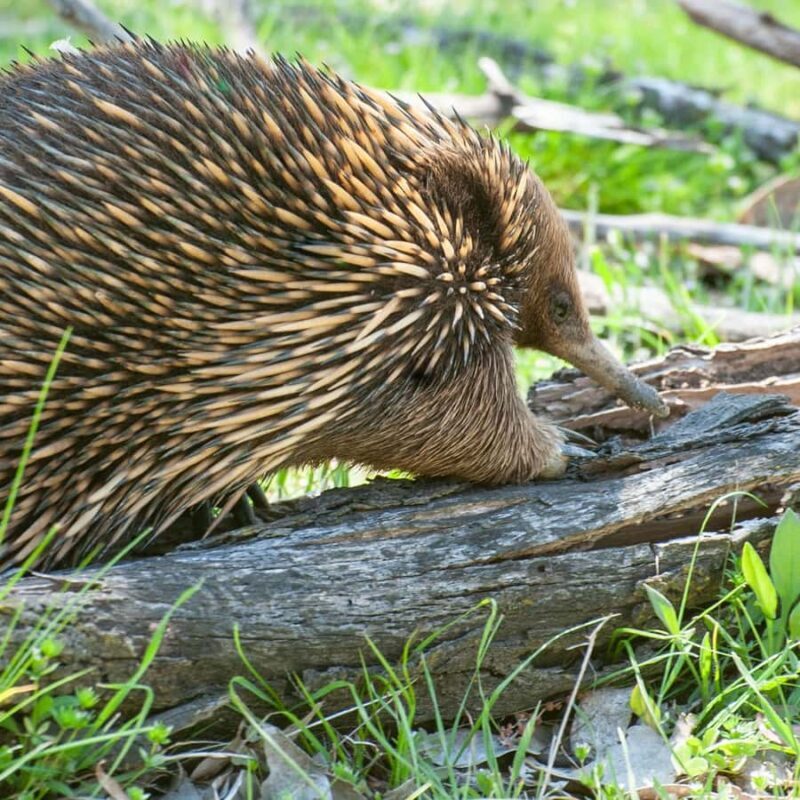 Canberra: Nature Tour with Lunch - Value for Money and Overall Experience