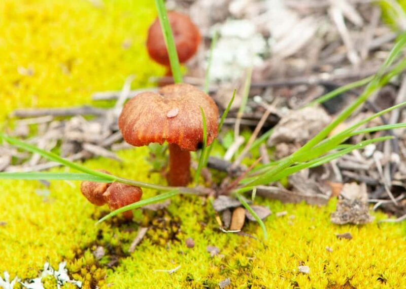 Canberra: Nature Tour with Lunch - The Sum Up