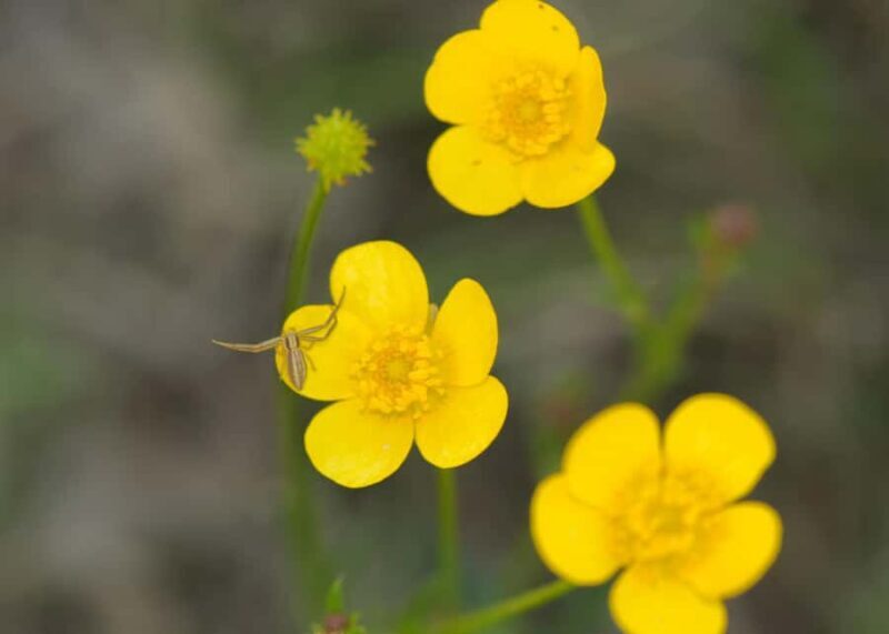 Canberra: Nature Tour with Lunch - FAQ