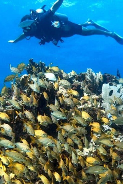 Cancun: 2 Dives: Cenotes The Pit + Dos Ojos - Pricing and Reservation