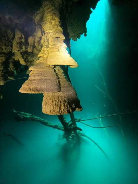 Cancun: 2 Dives in Cenotes Ki Ha + Zapote - Certified Divers - The Sum Up