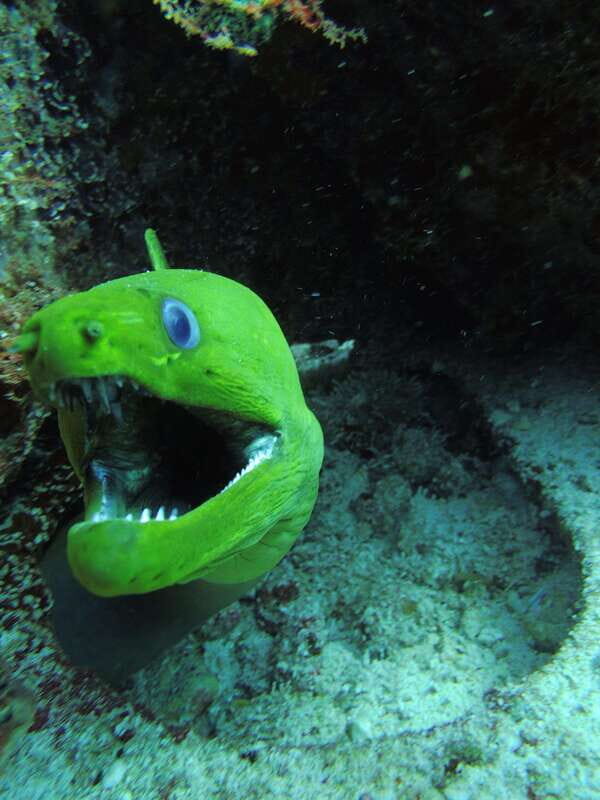 Cancun: 2 Reef Dives at Punta Cancun for Certified Divers - What to Expect from the Tour  