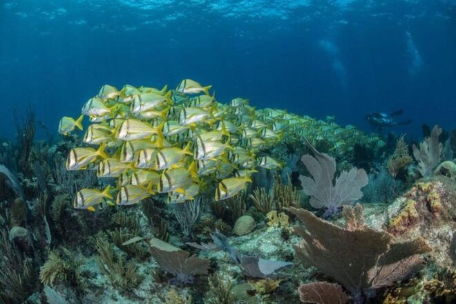 Cancun: 2-Tank Certified Diving: Explore Shallow Reefs - Important Information