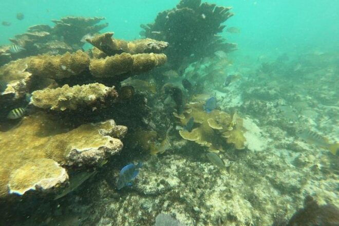 Cancun: 3 Islands Snorkel Adventure - Inclusions