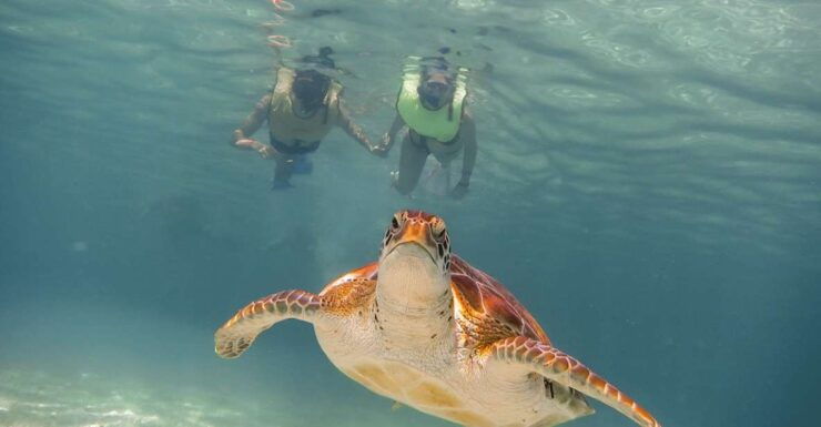 Cancun: Akumal Turtles and Cenote Snorkeling Tour - Booking Details