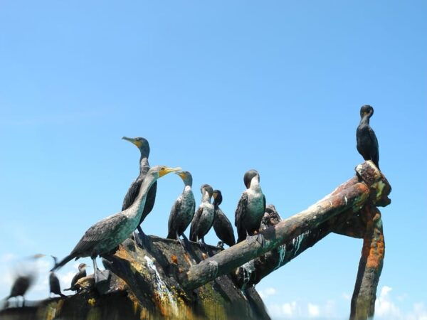 Cancun: an Adventure in the Jungle Aboard a Speedboat and Snorkel - Booking and Cancellation Policies