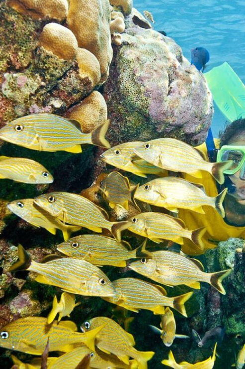 Cancun: ATV & Catamaran Adventure - Adventure Activities