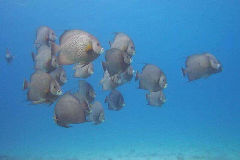 Cancun: Beginner Scuba Diving at Underwater Museum - A Close Look at the Itinerary and Experience