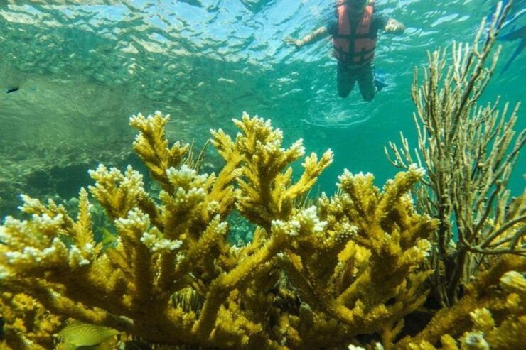 Cancun: Cancun Cenote Tour & Snorkeling - Booking Details