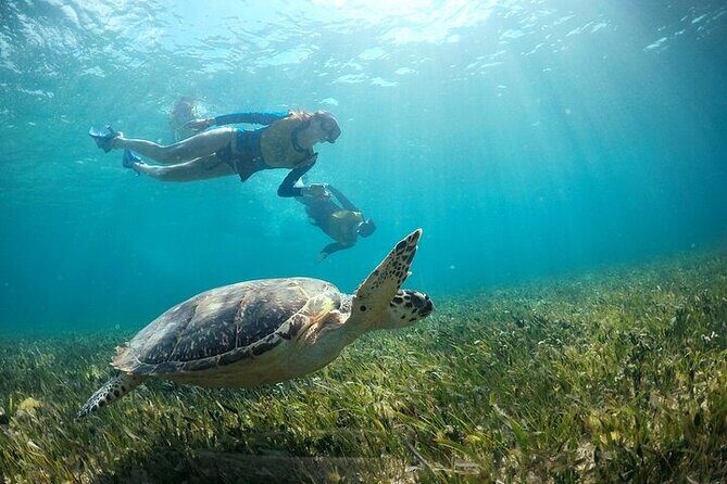 Cancun Combo Adventure: 4 Reef Snorkeling Stops & Parasailing - Practical Tips for Booking