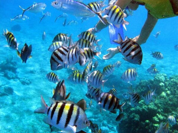 Cancun: Cozumel Island Catamaran, The Sky, Cielito Open Bar - Discovering El Cielo