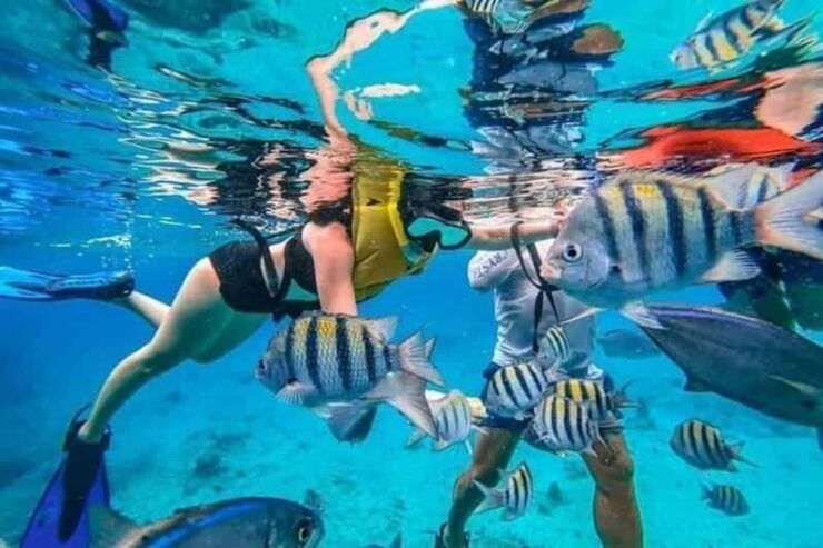 Cancun: Cozumel Snorkeling Experience - Itinerary