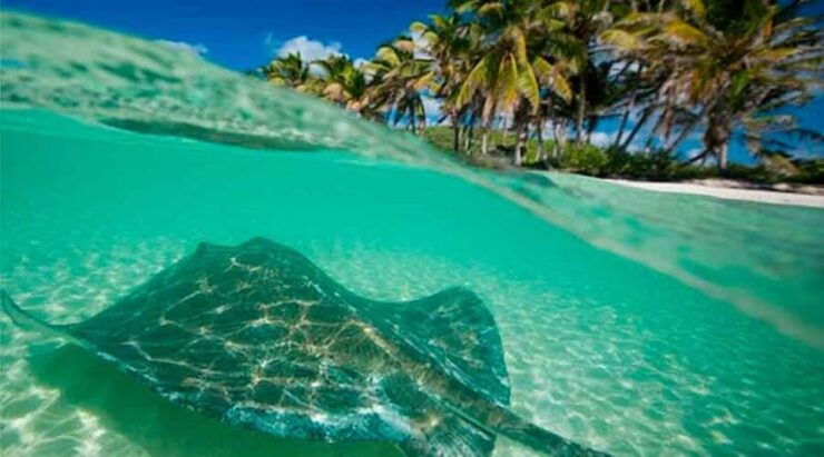 Cancun - Daytrip at Contoy Island - Booking Information