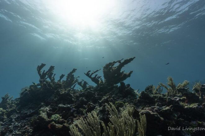 Cancun: Deep Reefs Exploration For Certified Divers - Preparation Essentials