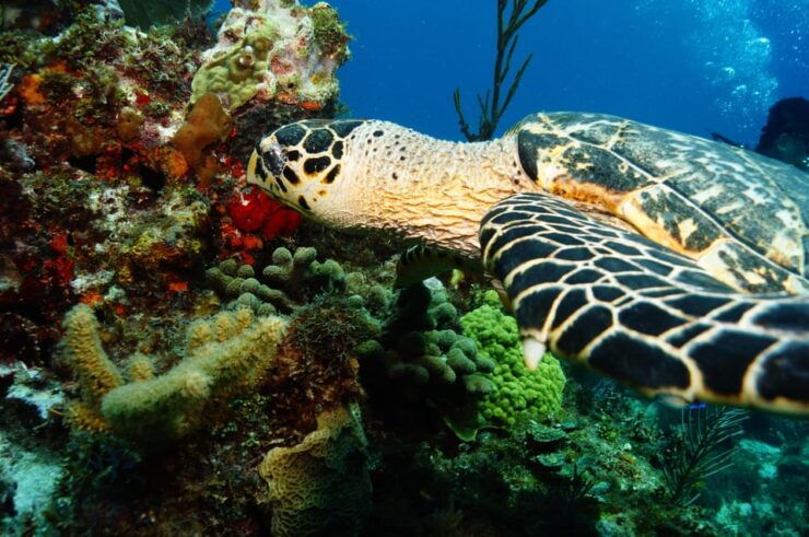 Cancun Discover Scuba Diver Dsd) - Good To Know