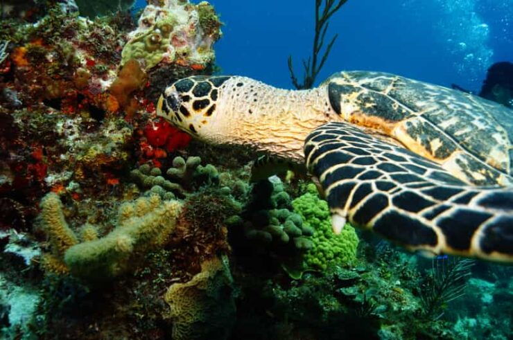 Cancun Discover Scuba Diver Dsd) - Good To Know
