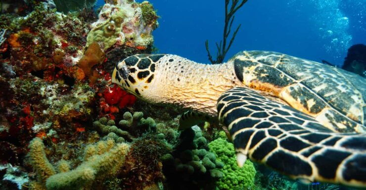 Cancun Discover Scuba Diver Dsd) - Diving Experience Details