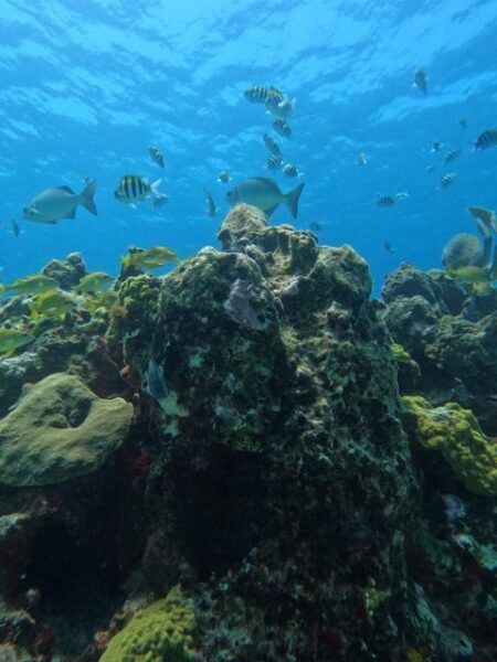 Cancun: Dive in the Underwater Museum of Art and Arrecife - Frequently Asked Questions